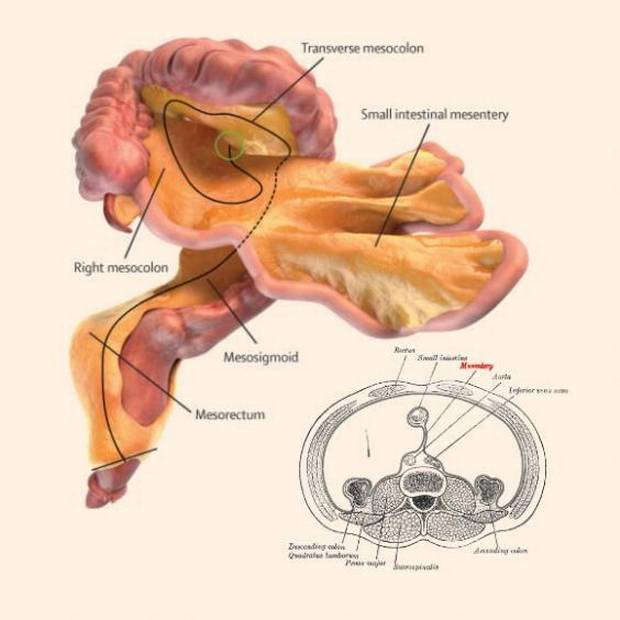 mesentery:neworgandiscoveredinsidehumanbodybyirishscientists